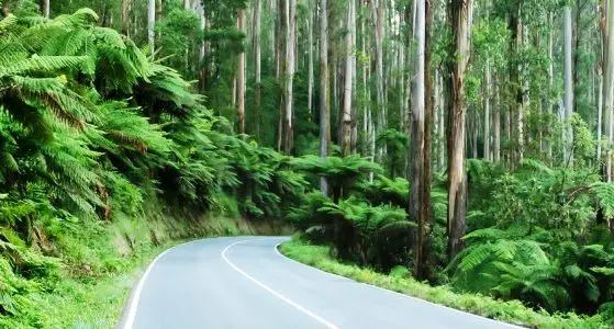 Dandenong Ranges Information - Travel & Visitor Info Guides, Victoria