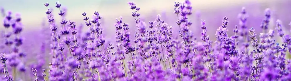 Warratina Lavender Farm - Opening Hours & Entry Fee, Wandin North VIC