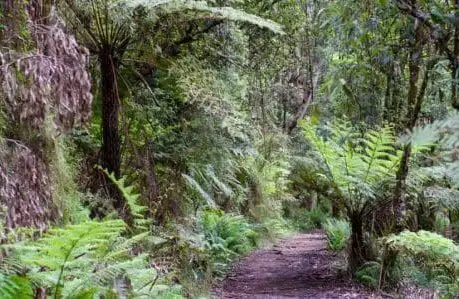 Dandenong Ranges Point - Tourism Guide to Visit The Dandenongs